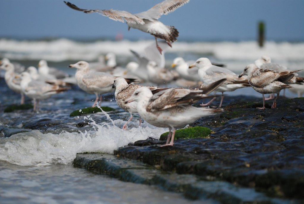 Gulls