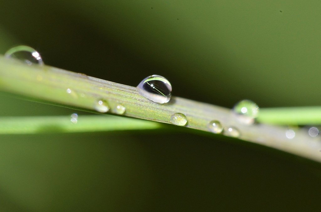 Morning Dew