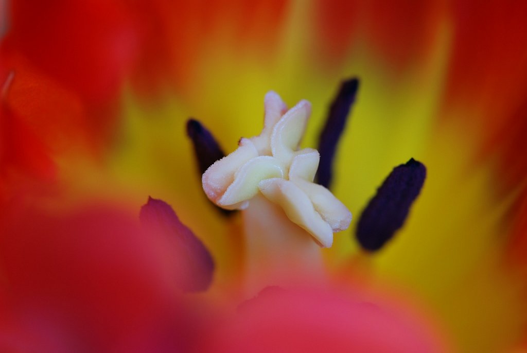 Tulip