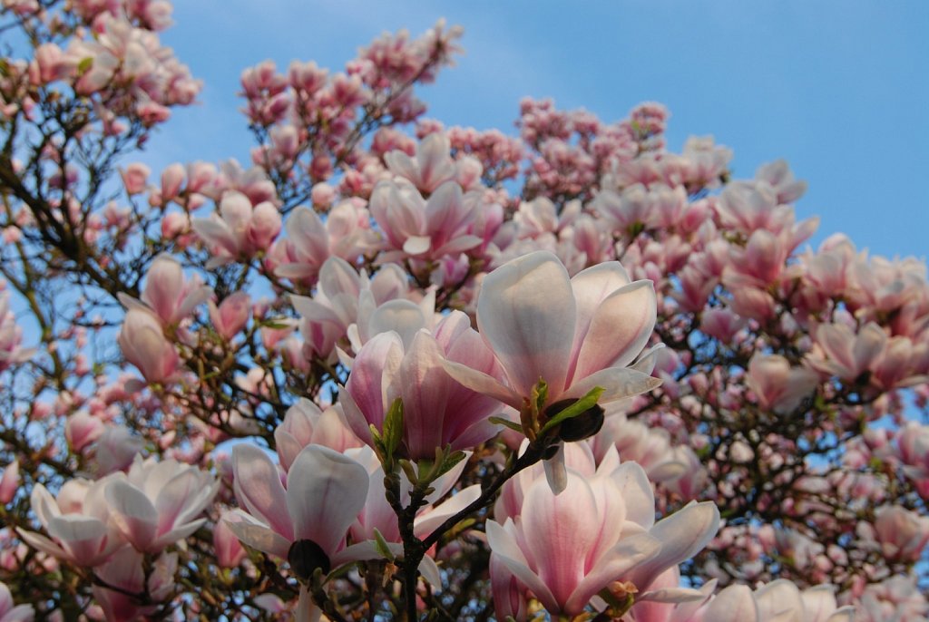 Magnolia tree