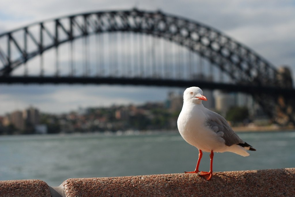 Gull at Harbour Bridge