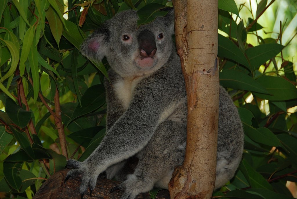 Koala