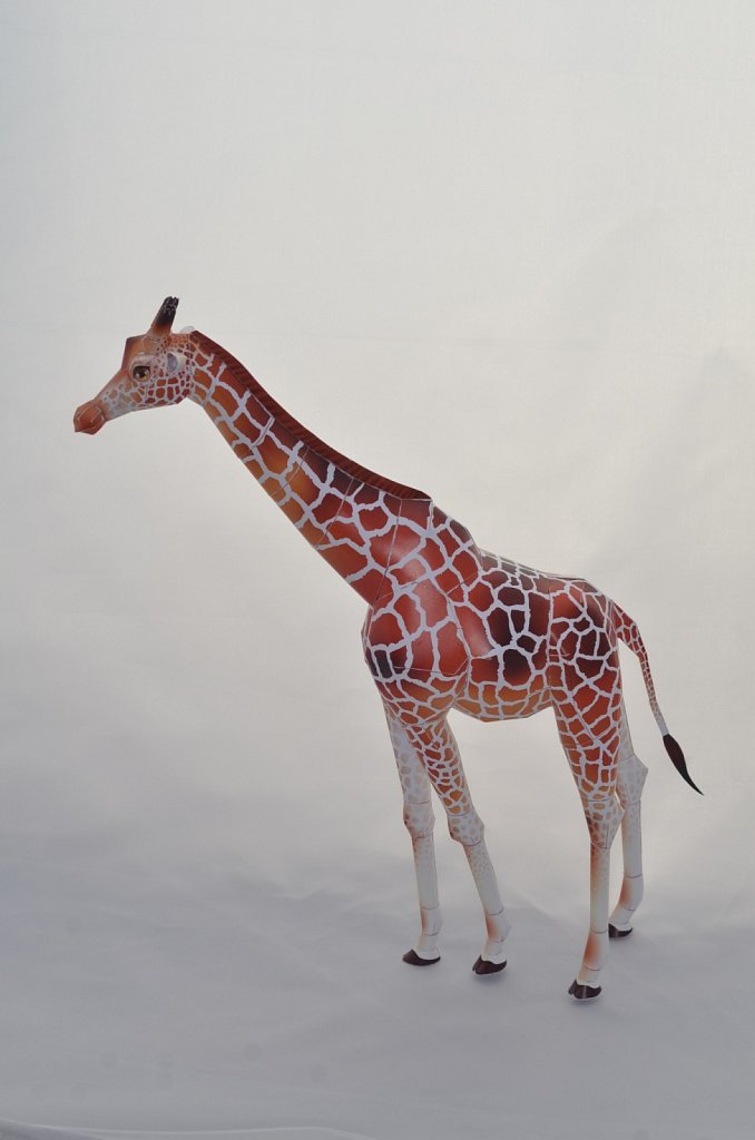 Giraffe 1