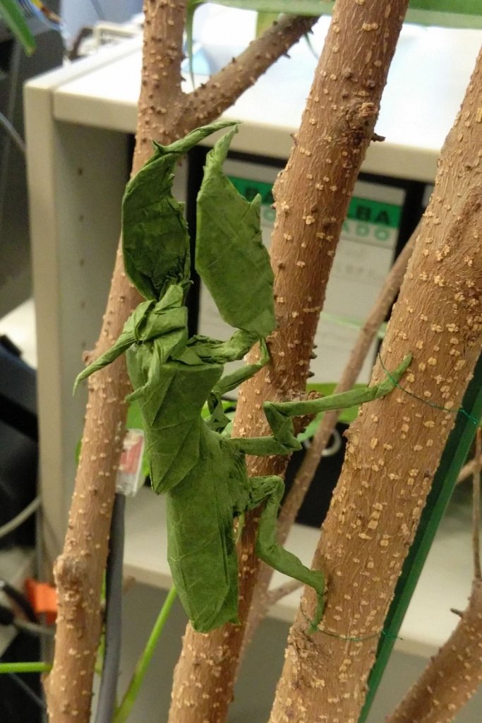 Boxer Mantis at work